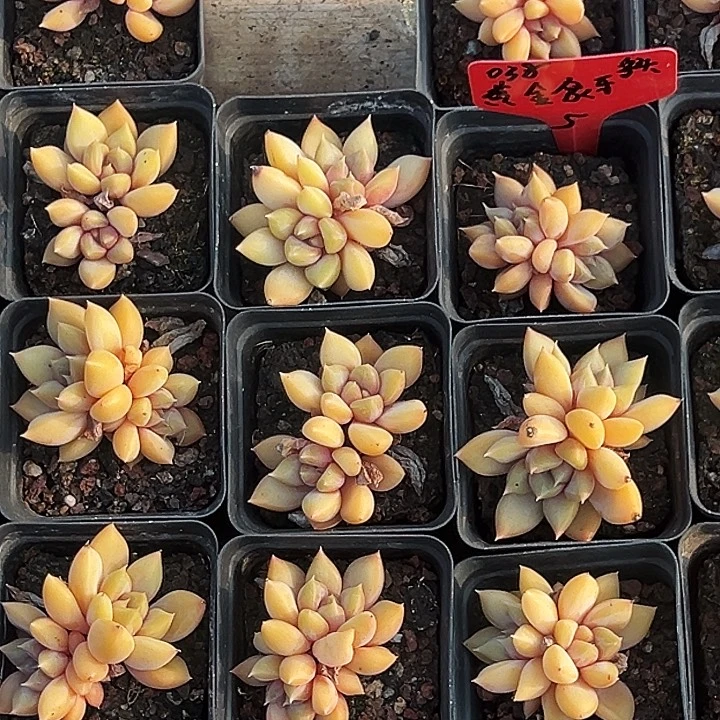 团038号。   黄金象牙多头