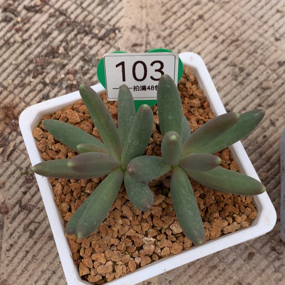 烟花无砍一物一拍103