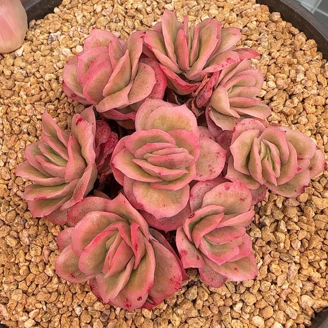 从前慢甄选多肉编号冰玫瑰锦