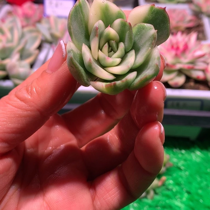 不知名。东云锦，锦哥多肉