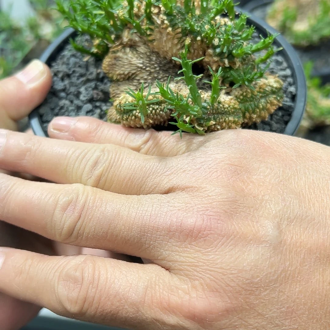 S***o小孔雀丸888888888