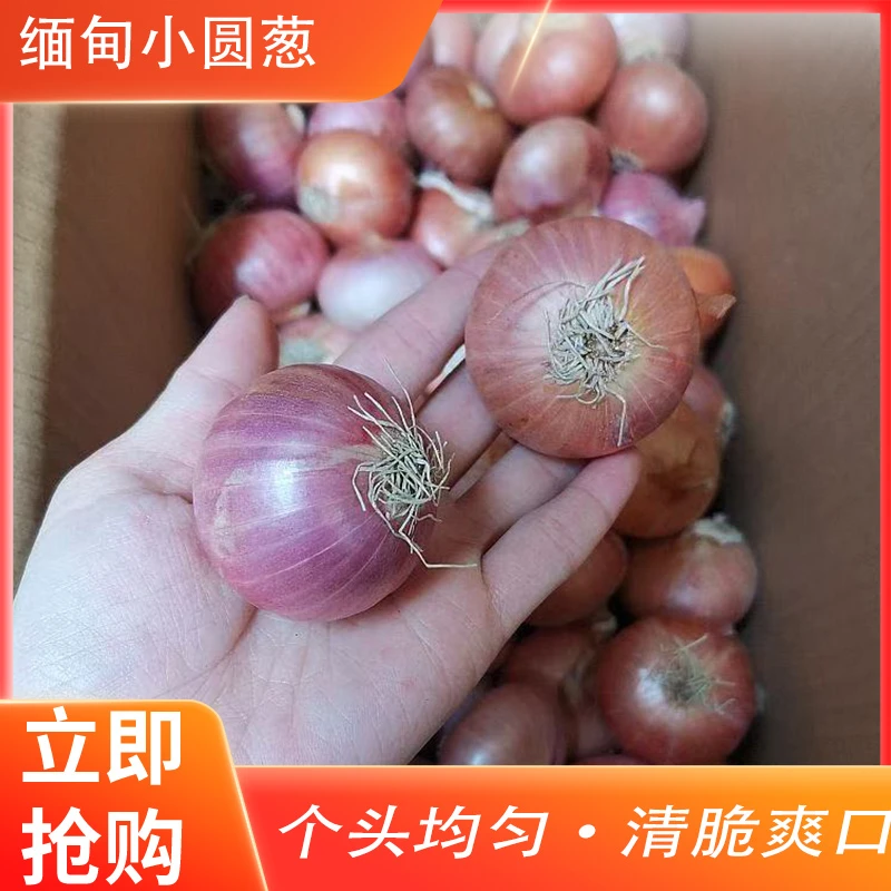 直播用迷你小洋葱生吃凉拌咖喱提香包邮缅甸现货精品干葱头珠葱