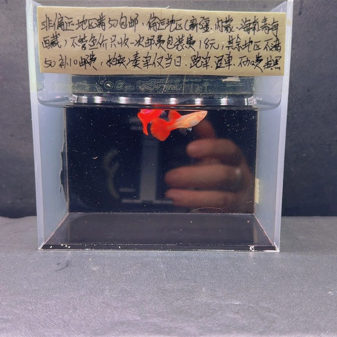 孔雀鱼大背血红一对