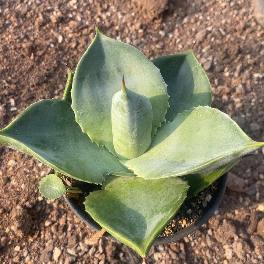 无花朵飞碟龙舌兰