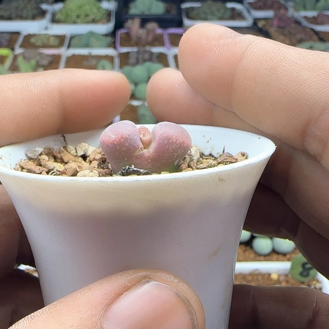 心*脱土发货哦24186