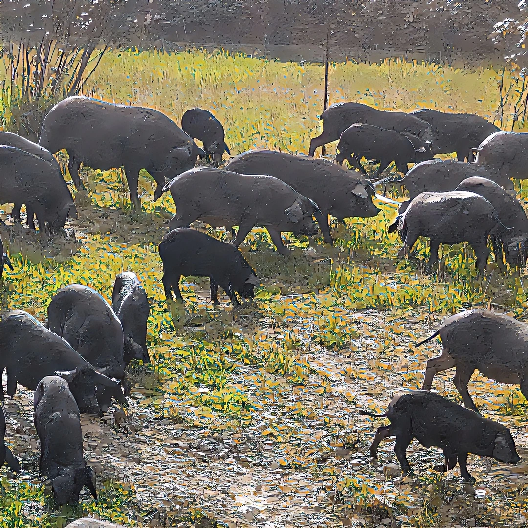 【改价链接2】散养跑山猪  现场改价称重