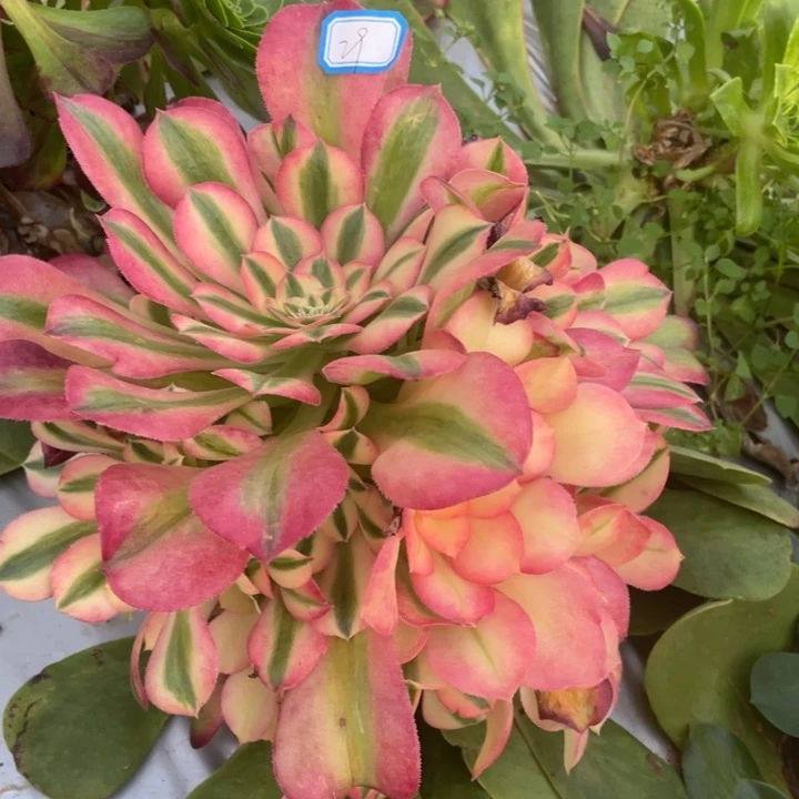 29嫁接粉香妃法师锦锦