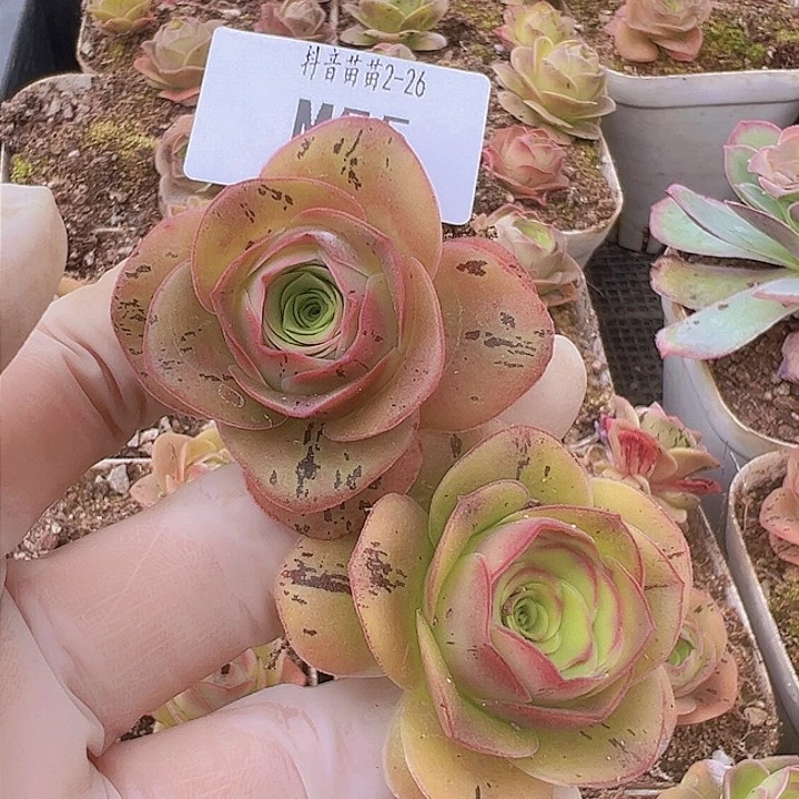 多肉植物山地玫瑰55