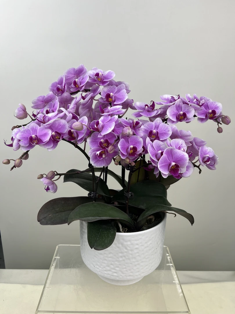蝴蝶兰【绝代双骄】鲜花盆栽室内观赏花花佛山基地直发好养易活