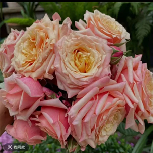 【优优】精品钻石玫瑰花苗月季盆栽绿植四季开花丰花卉月季花苗