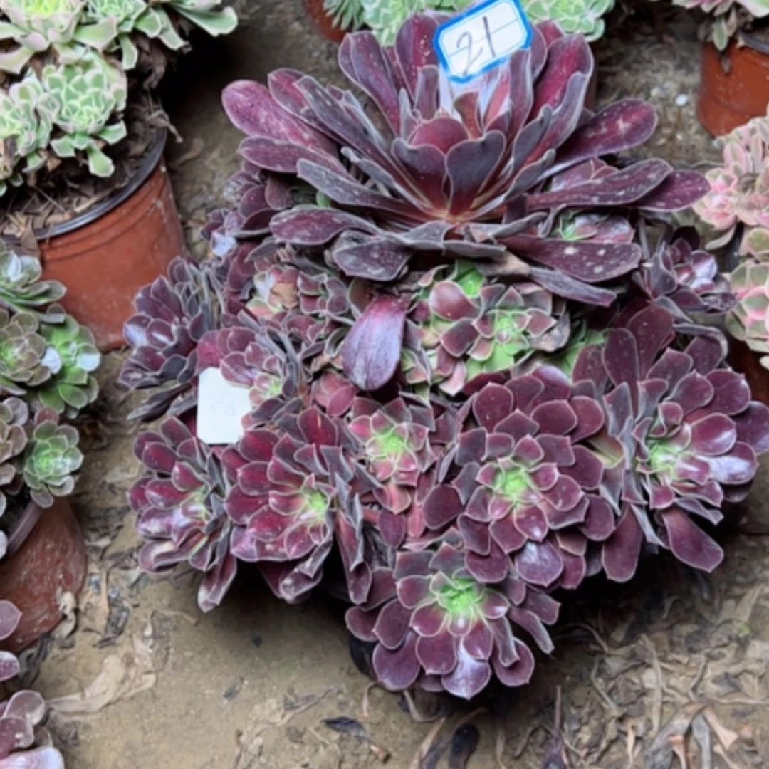 【闪购商品】路*贾花纳21