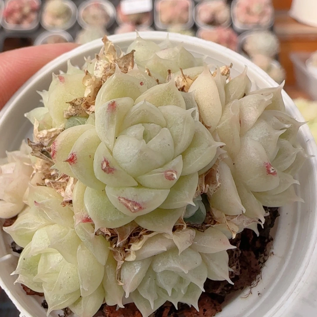 花语多肉0102-207散叶伤