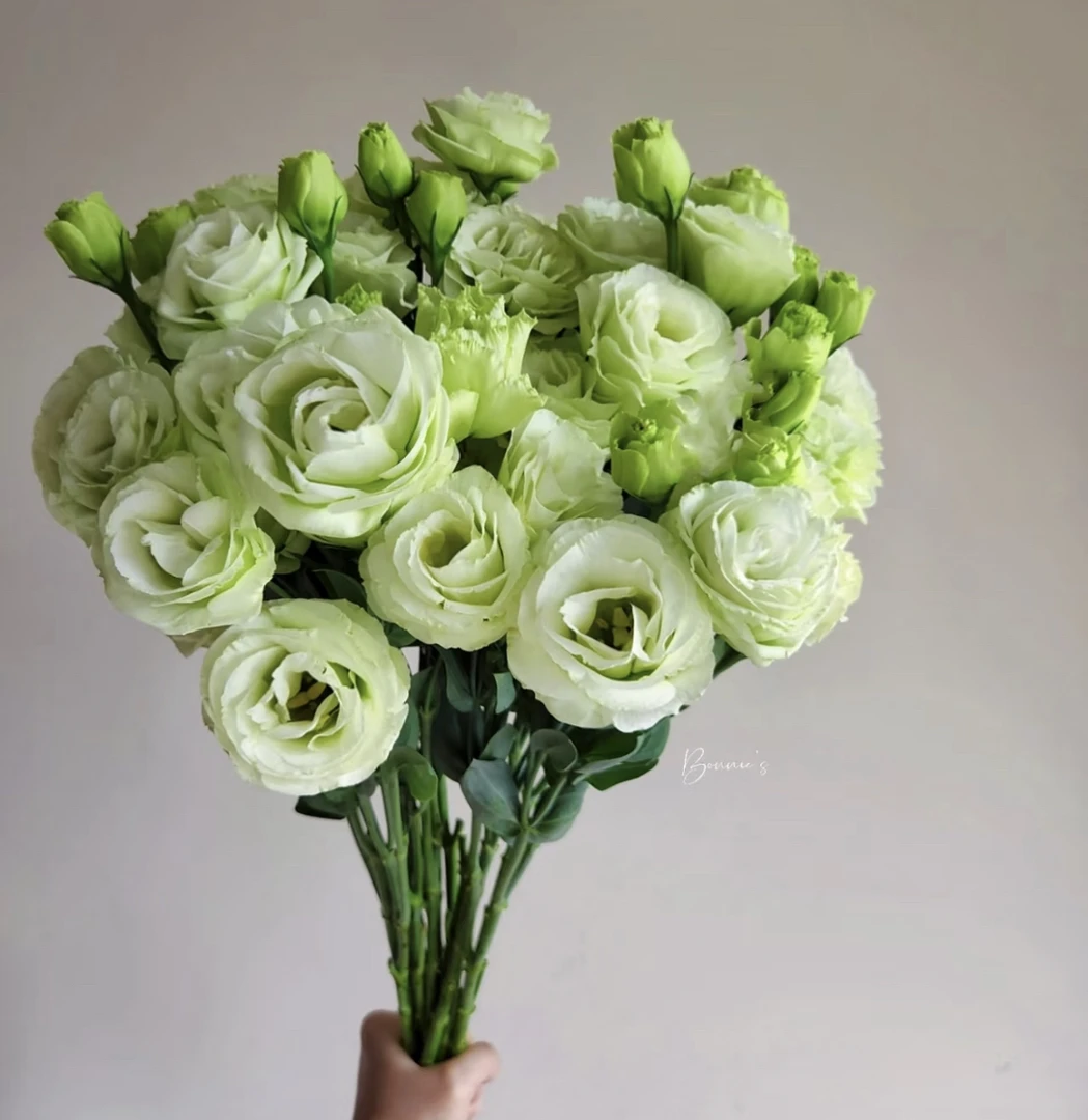 （曼曼）绿色洋桔梗800克（20%不售后）防损鲜花任意2单包邮