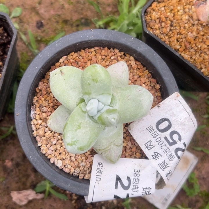 青***染谢谢姐姐～一物一拍2250