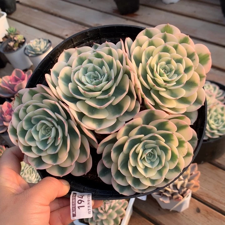 无花朵雨蝶锦多肉