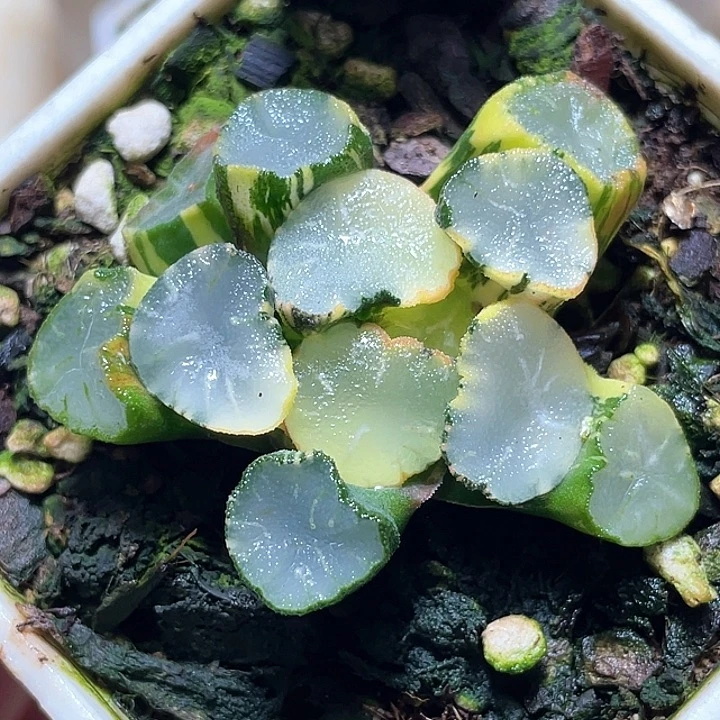 830弗莱亚万象锦一物