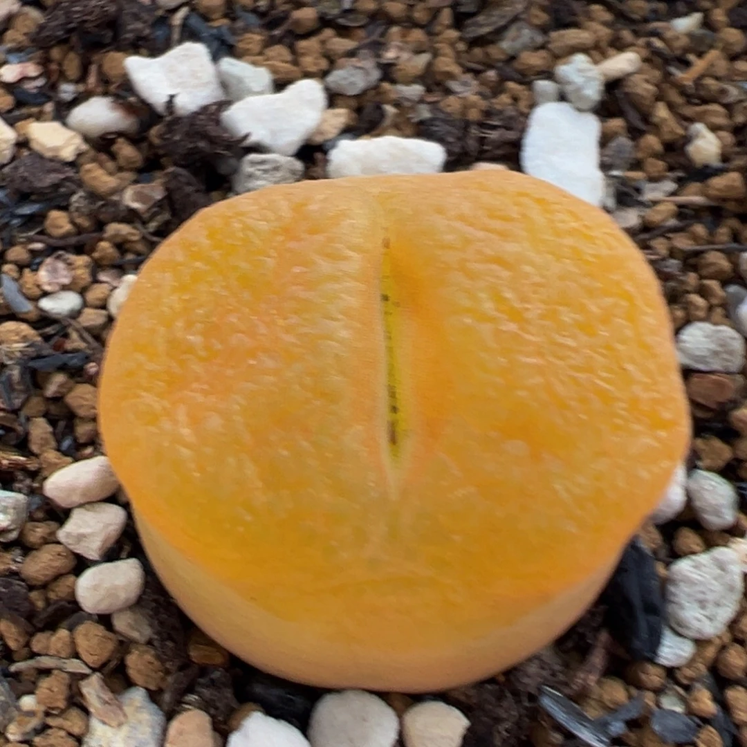 257多肉植物百科知识