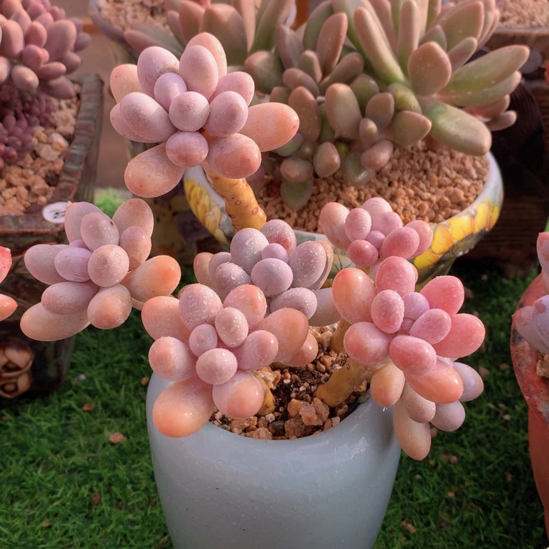 汤圆14 公分一物一拍