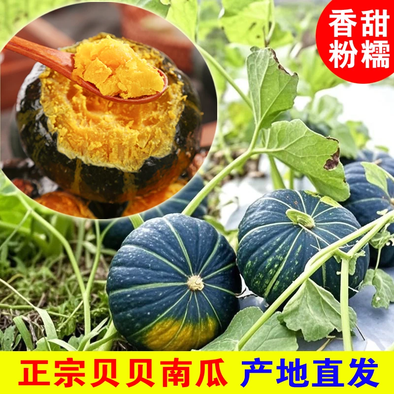 【不粉包赔】正宗贝贝南瓜4.5斤装粗粮婴儿辅食粉面香甜板栗味南瓜