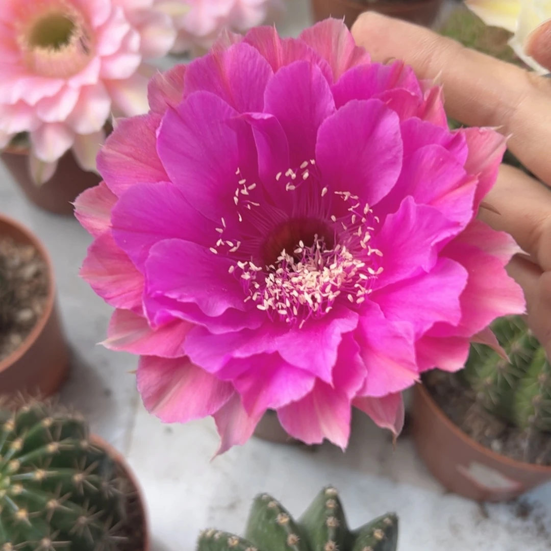 彩草27号7公分左右微瑕