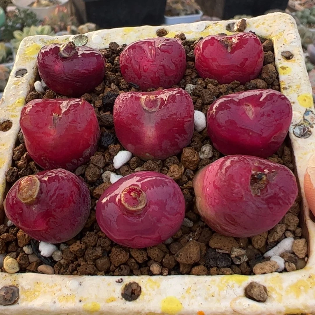 多肉植物百科884