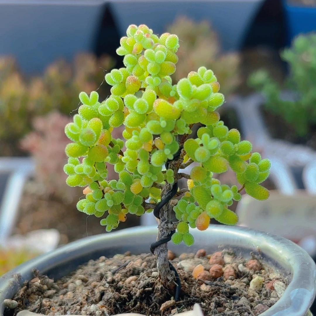 金橘带盆里^_^460。