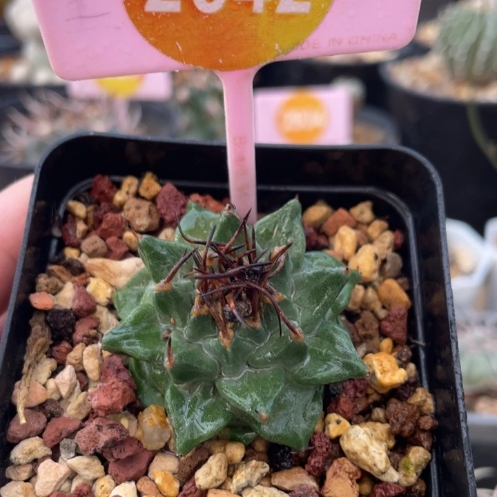 实生赤花娇丽2642