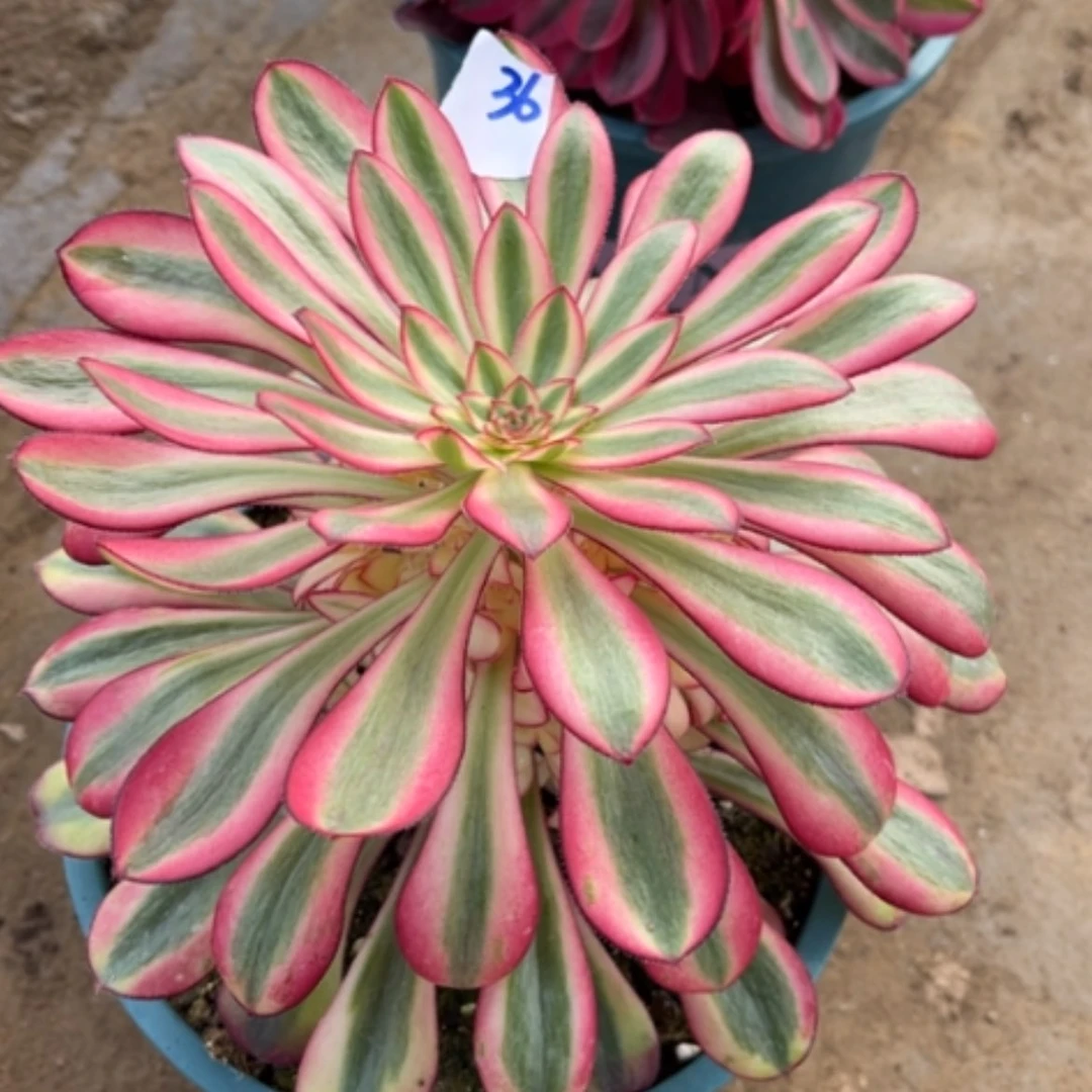 【闪购商品】36樱花多肉法师