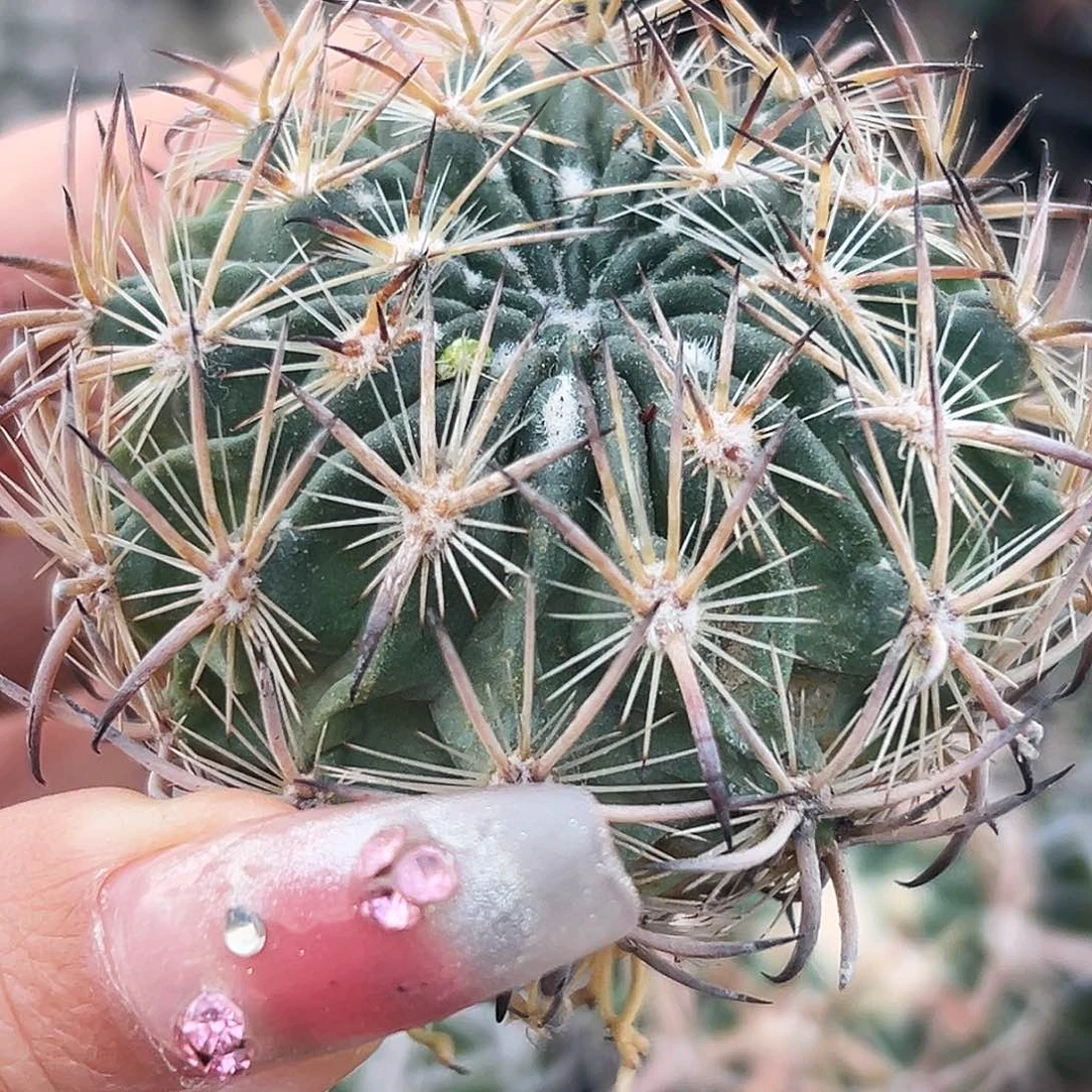 虎抓有根仙人球66666666