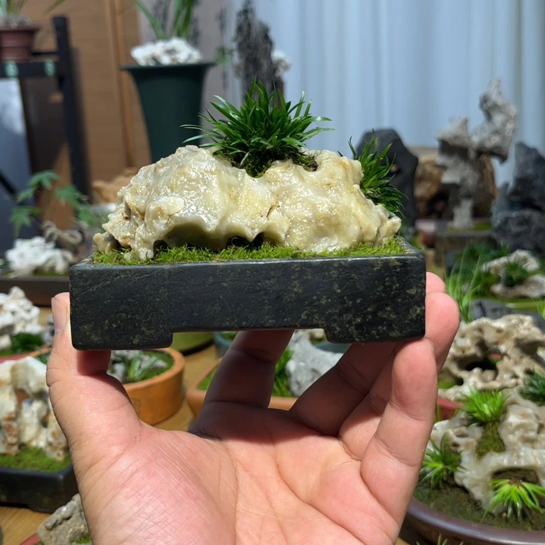 清***意紫砂花盆➕菖蒲附石