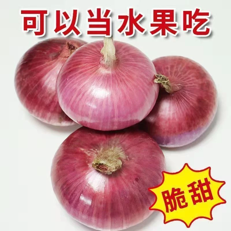【坏果包赔】云南新鲜紫皮水果洋葱可以生吃脆甜扁洋葱5斤圆葱