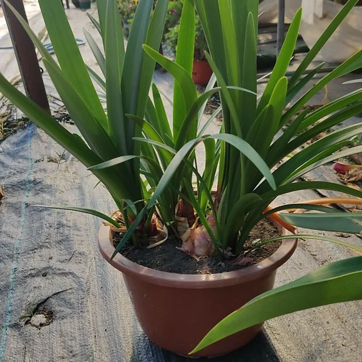 当前无花栽培后可以开花