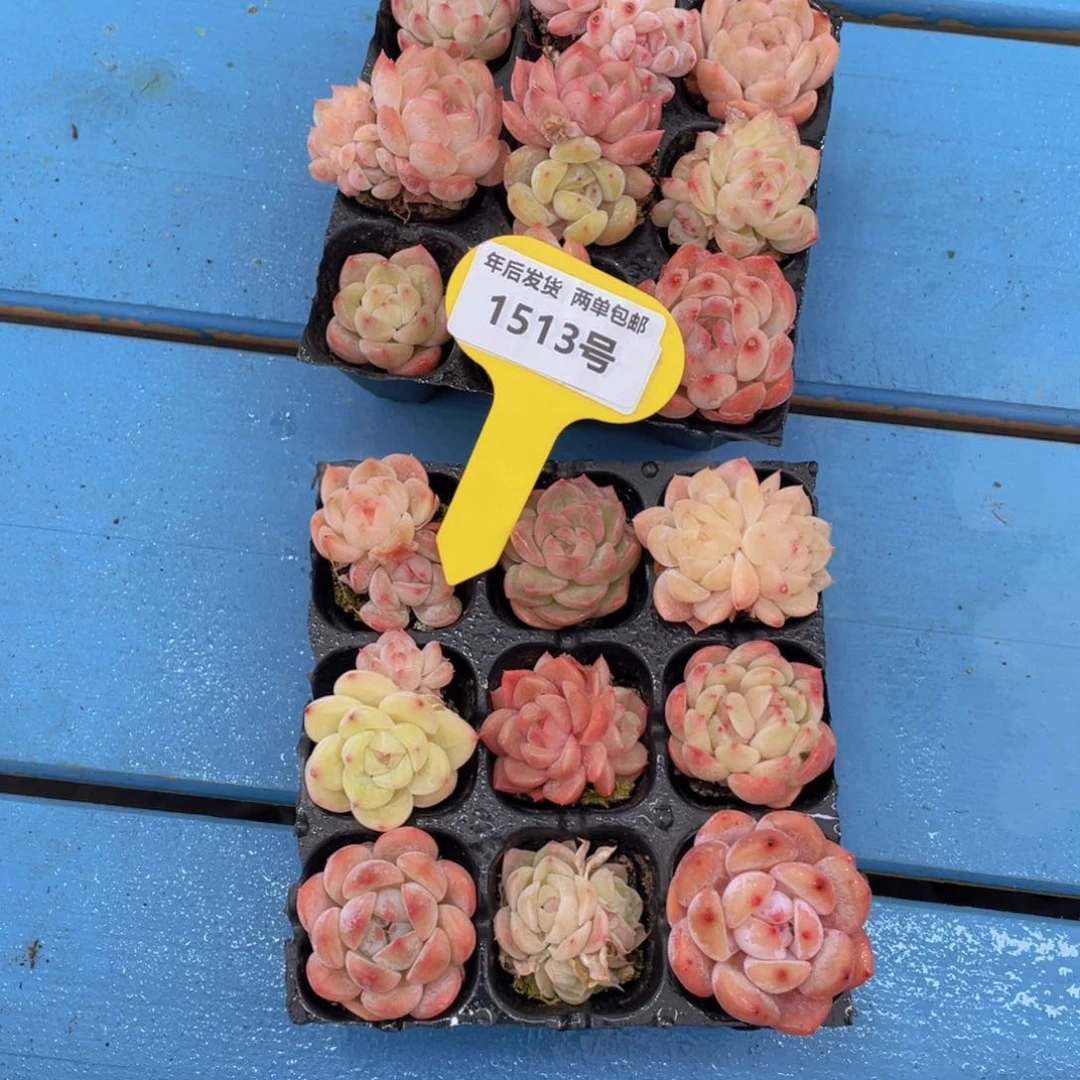 1513号白桃汽水组合九个