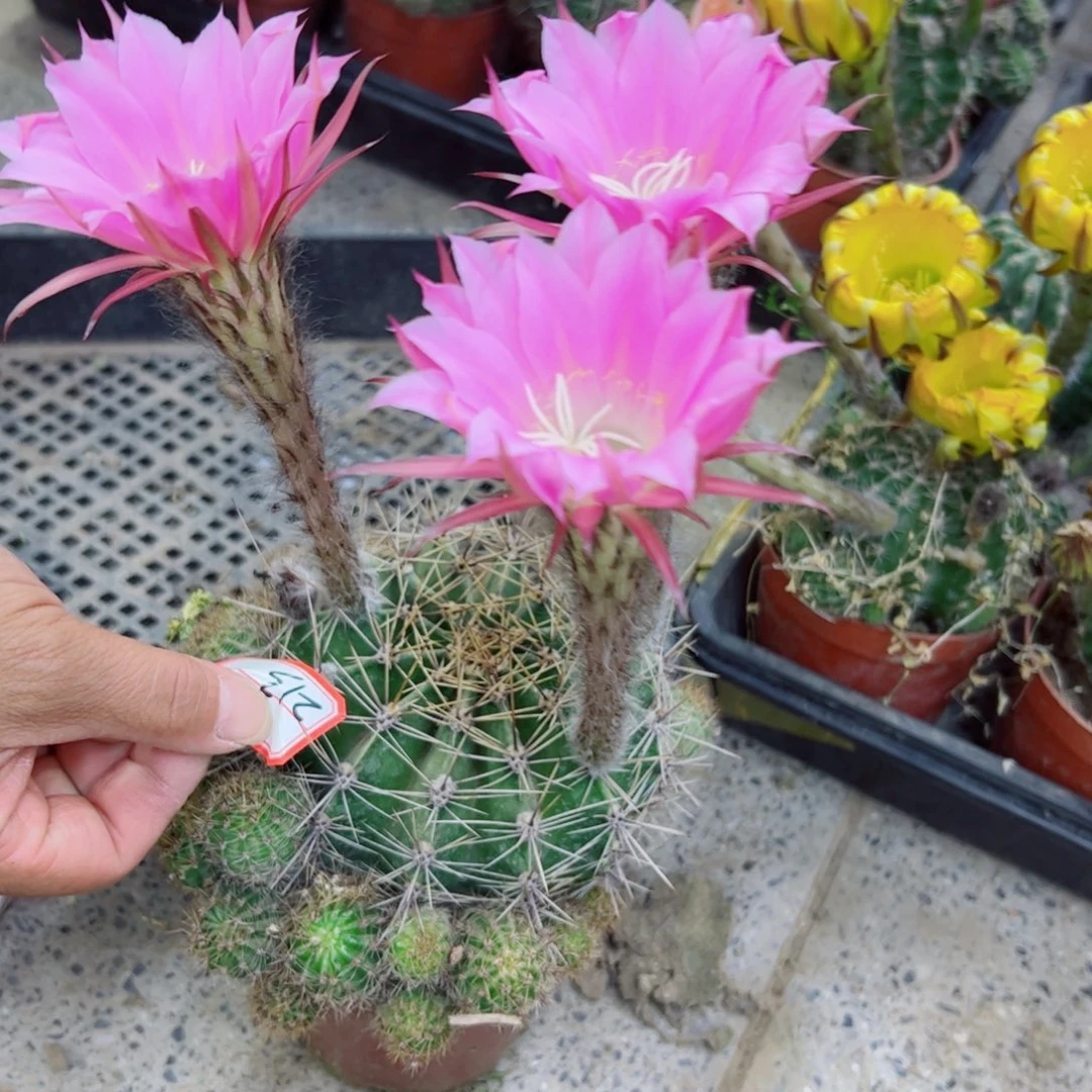 下213彩草根歪斑点掰花掉侧芽无售后脱土发货