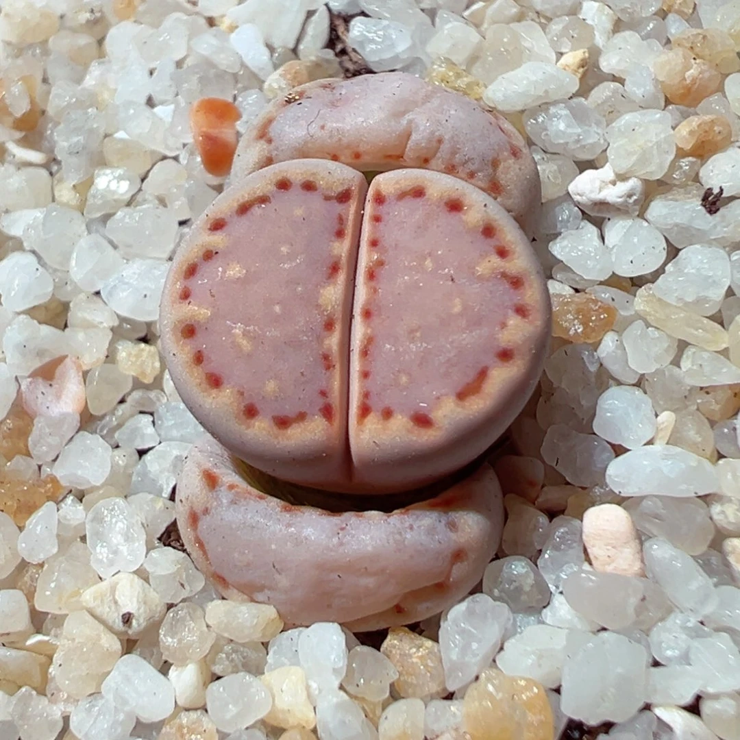 221-722多肉饼干171多肉