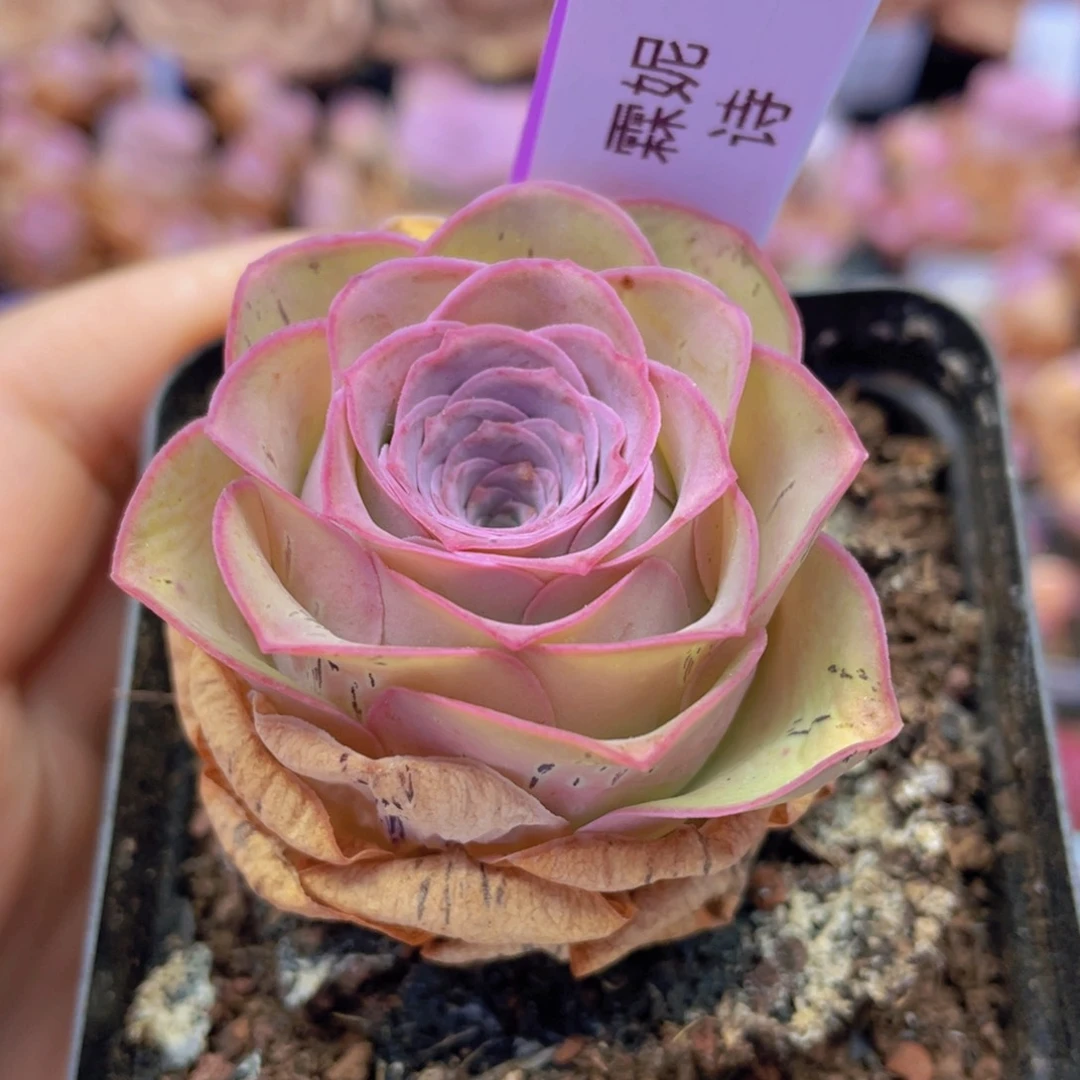 山地玫瑰霖妮诗J366