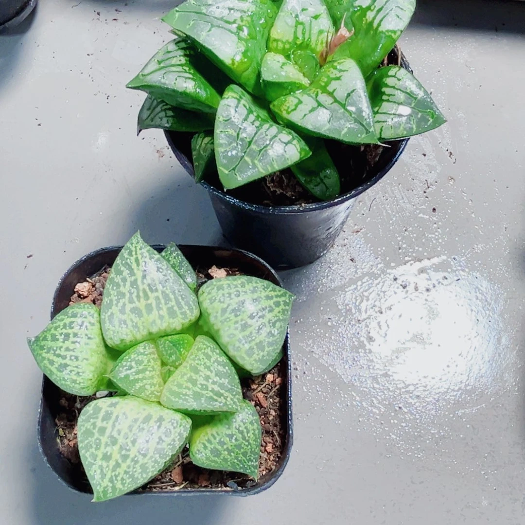 超***号两颗漂亮肉肉多肉植物