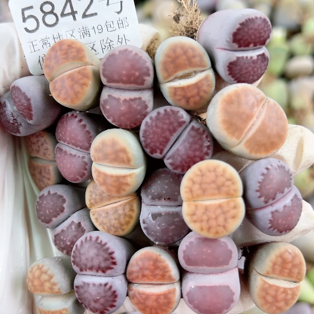 5842 好养易活生石花大母本20个