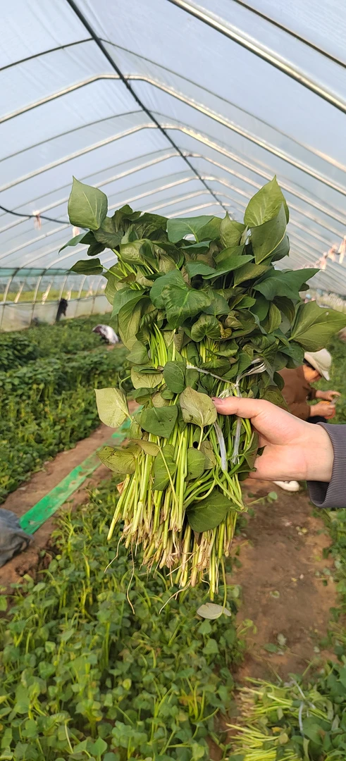 脱毒原种红薯秧苗一代烟薯25西瓜红红瑶哈密批发包邮