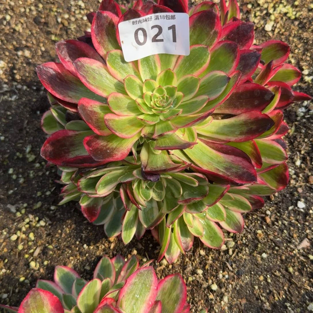 鱼*021云荷到春天。多肉植物