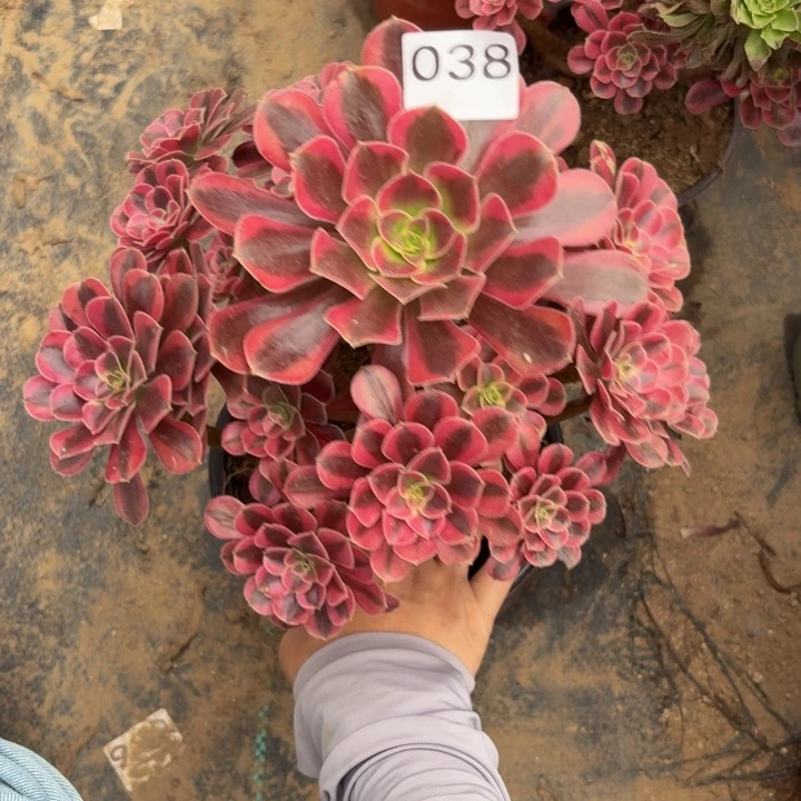 美杜莎多肉植物不包损038