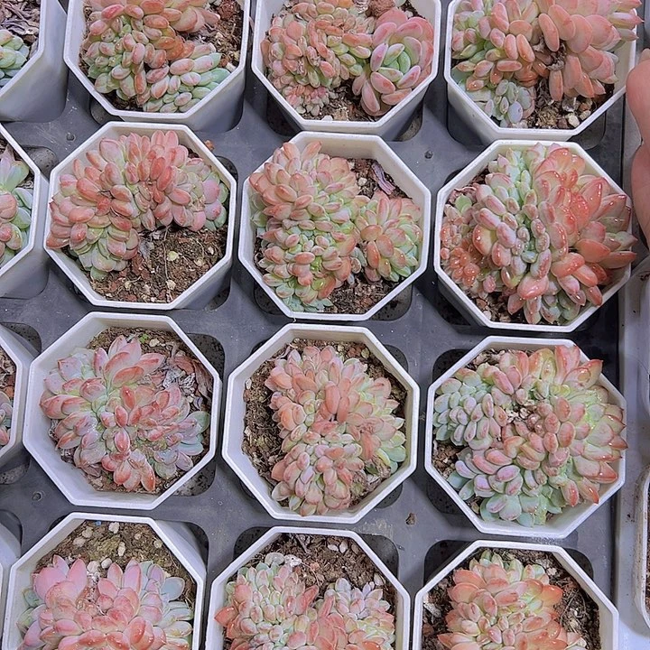 粉珍妮缀化19包邮多肉