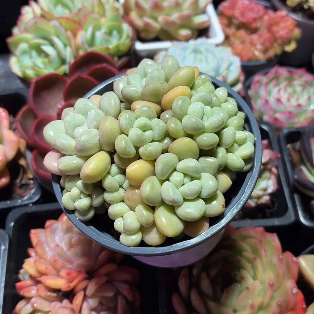 泡泡糖多肉整群11㎝盆