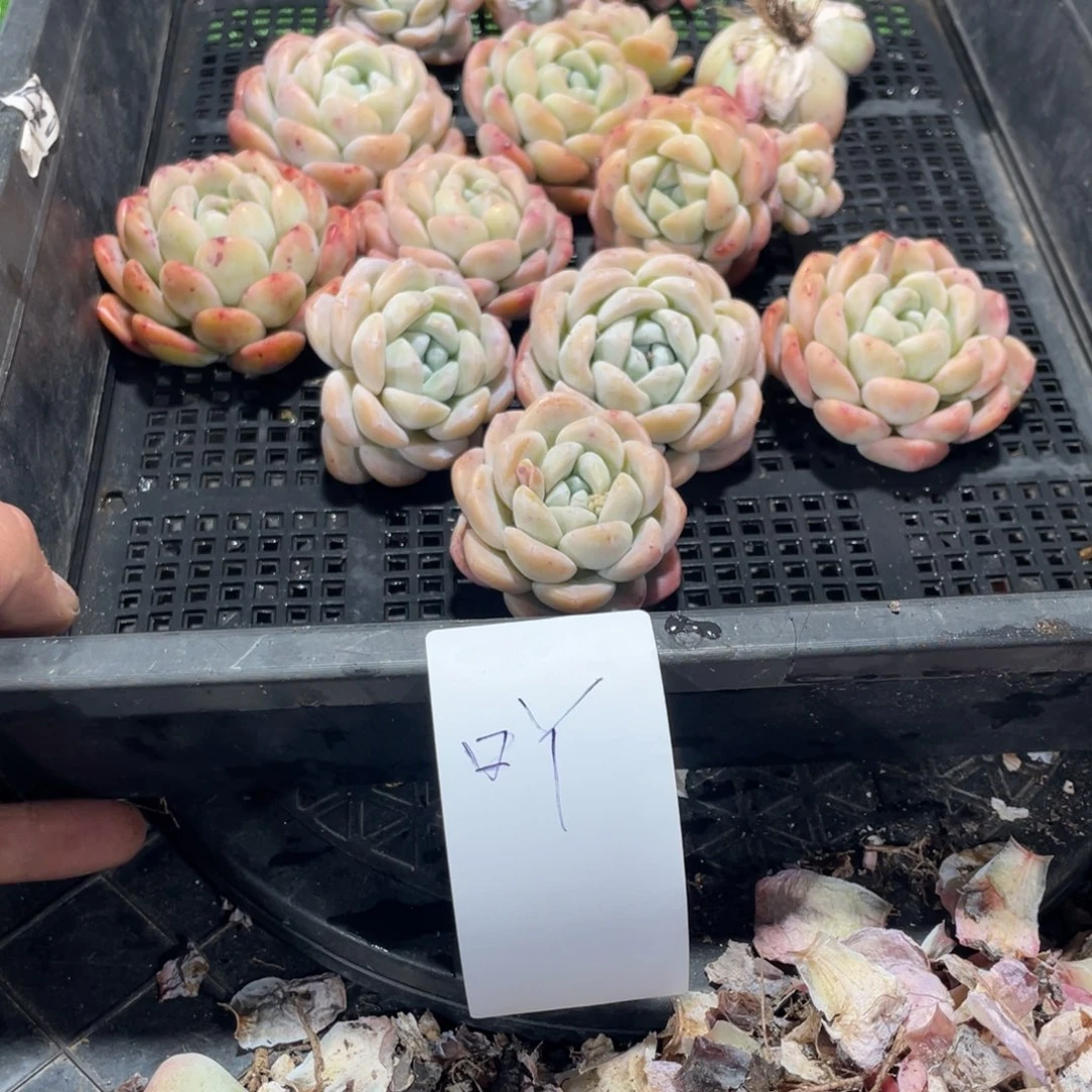 吖专拍冰玉一筐多肉