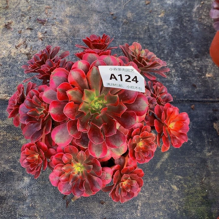 紫*美杜莎法师124