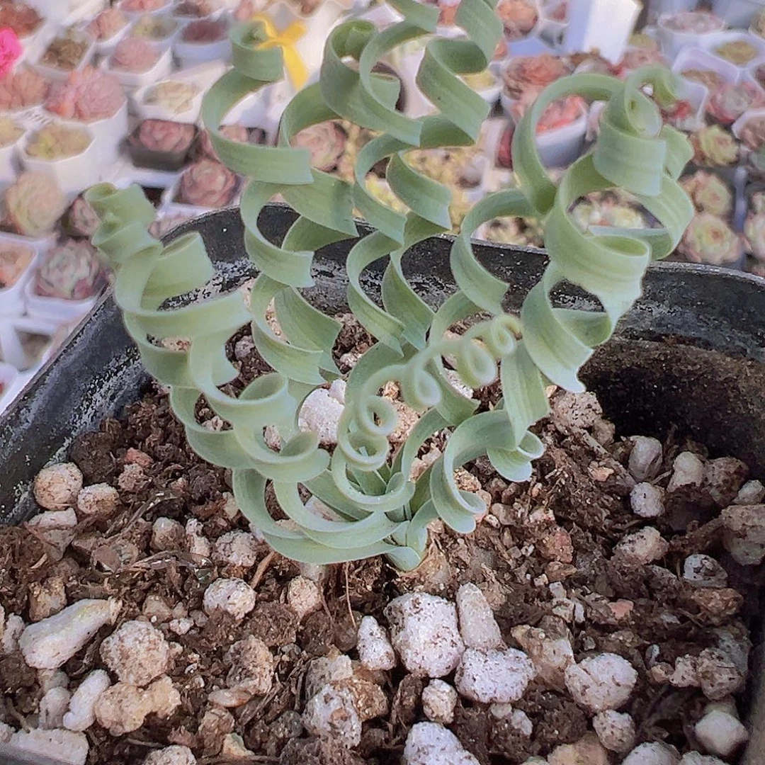 弹簧草19包邮多肉拓土