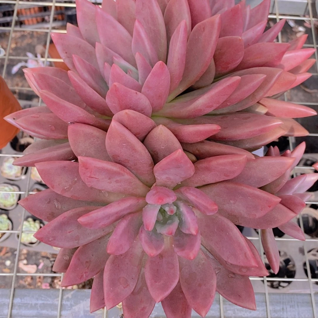 桃花源三头起发整桩无砍