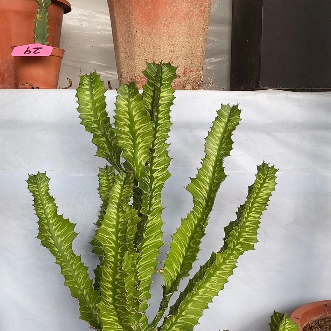 无花朵日出一物一拍