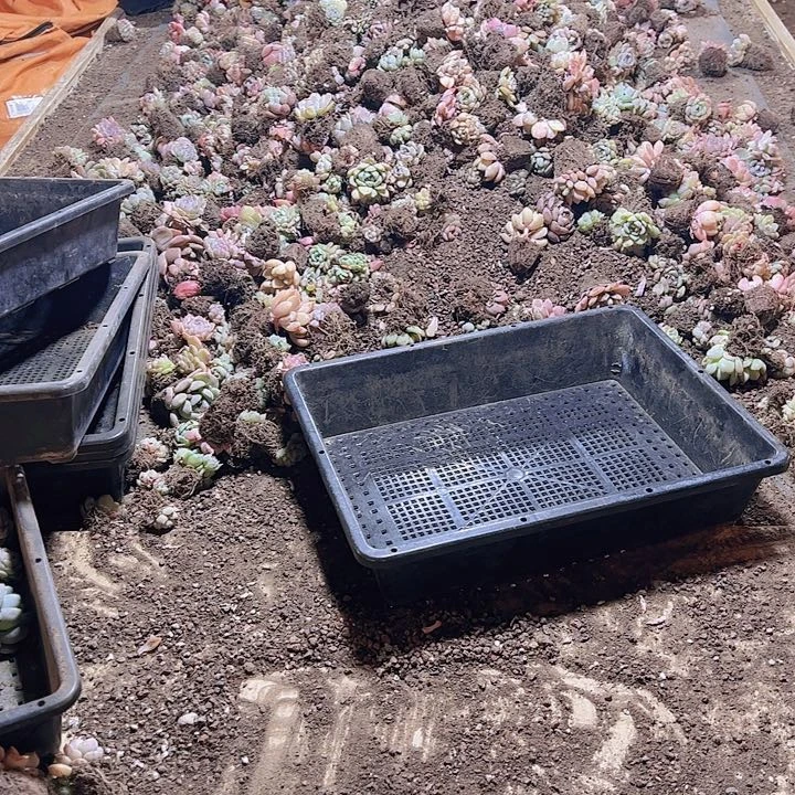 整框保底80颗以上