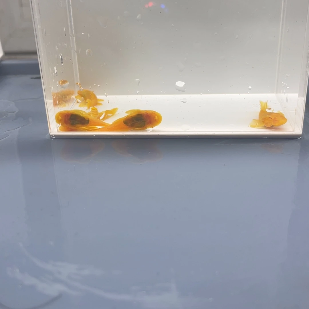 清道夫鱼中号胡子5条开箱视频报损